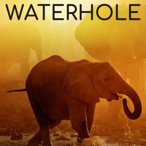 Life at the Waterhole