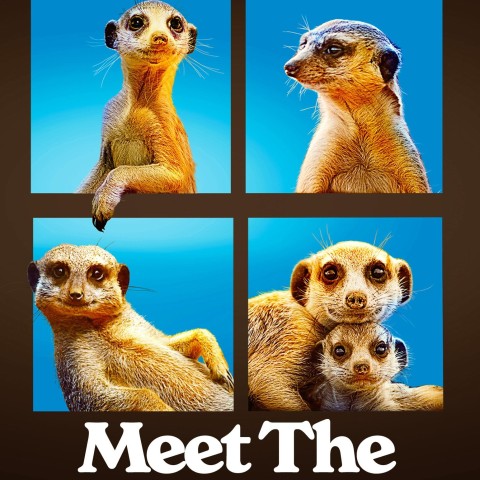 Meet the Meerkats