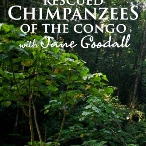 Rescued Chimpanzees of the Congo with Jane Goodall