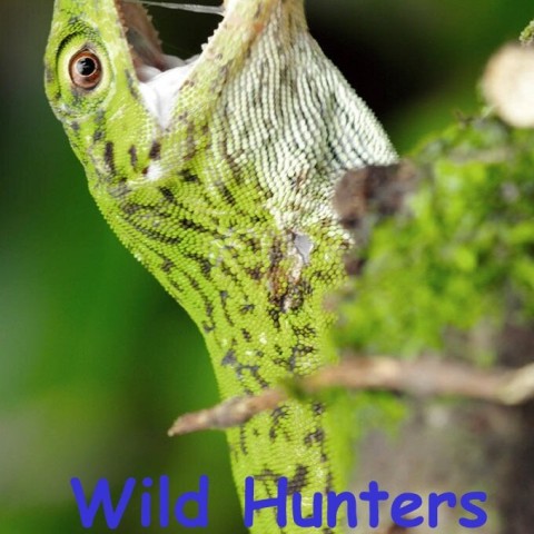 Wild Hunters