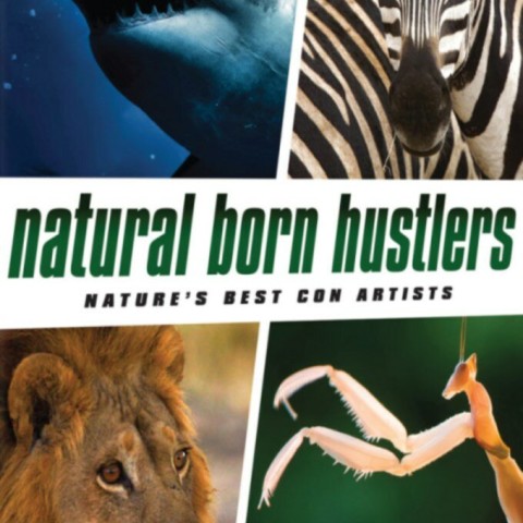 Natural Born Hustlers