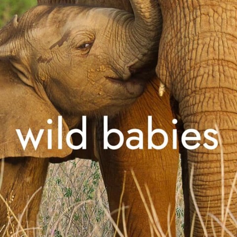 Wild Babies