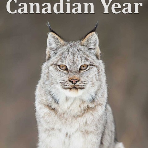 The Wild Canadian Year