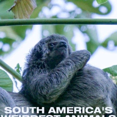 South Americas Weirdest Animals