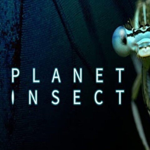 Planet Insect