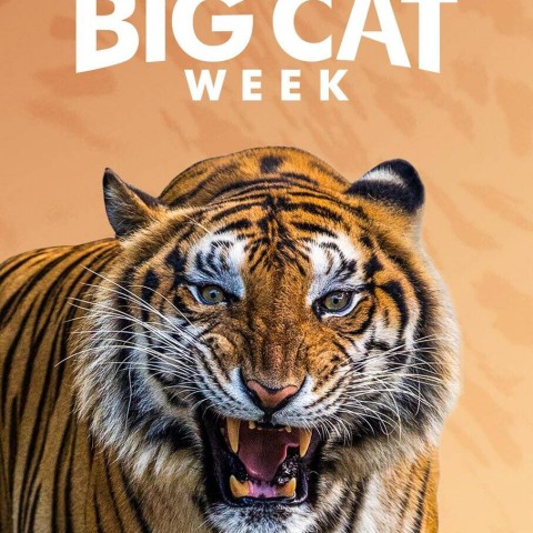 Big Cat Week