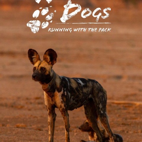 Wild Dogs: Running with the Pack