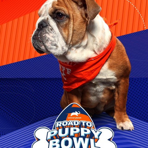 Road to Puppy Bowl