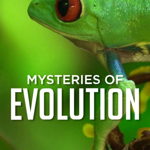 Mysteries of Evolution