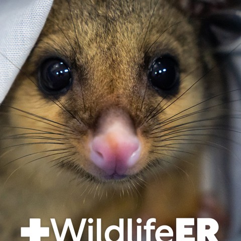 Wildlife ER