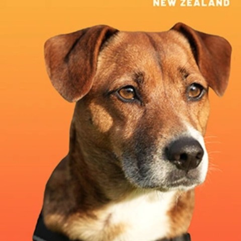 The Dog House NZ