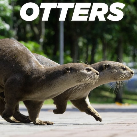 Uptown Otters