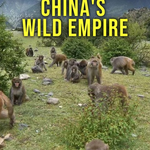 China's Wild Empire