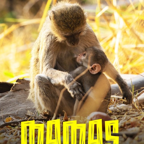 Mamas