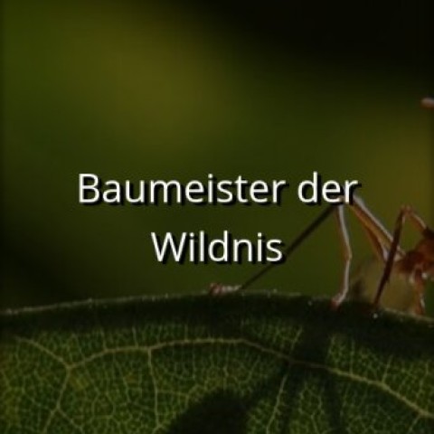 Baumeister der Wildnis
