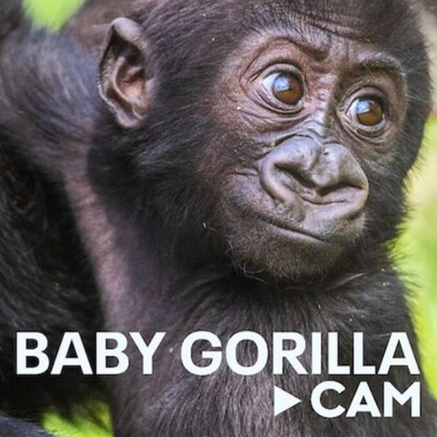 Baby Gorilla Cam