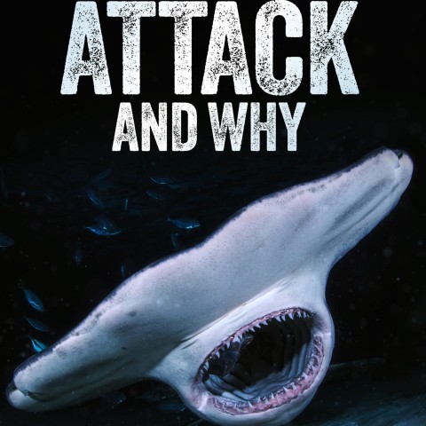 When Sharks Attack... And Why