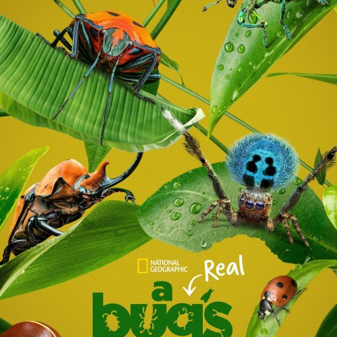 A Real Bug's Life