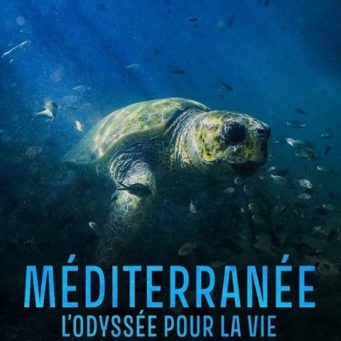 Méditerranée, l'odyssée pour la vie