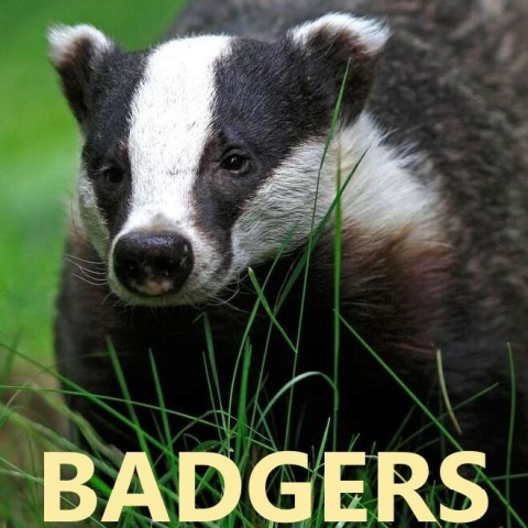 Badgers: Their Secret World
