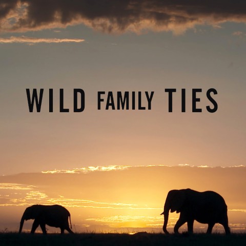 Wild Family Ties