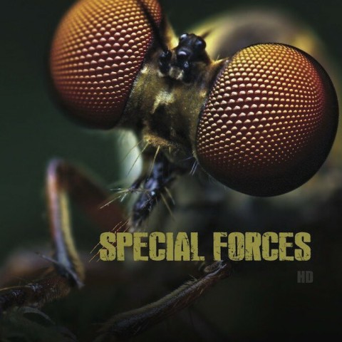 Animal Special Forces
