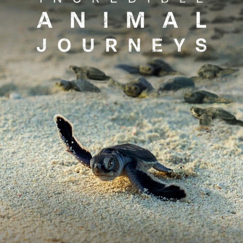 Incredible Animal Journeys