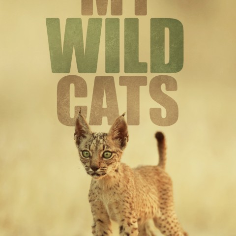 My Wild Cats
