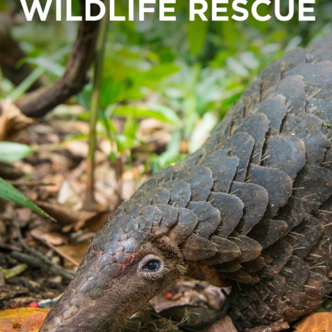 Borneo Wildlife Rescue