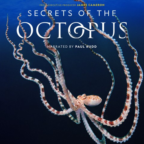 Secrets of the Octopus