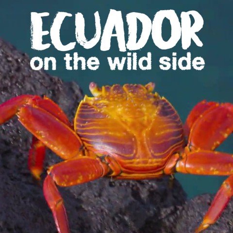 Ecuador: On the Wild Side