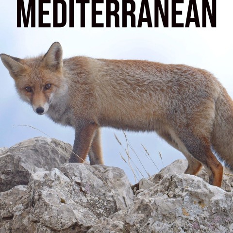 Wild Mediterranean