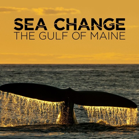 Sea Change: The Gulf of Maine, a NOVA Special Presentation