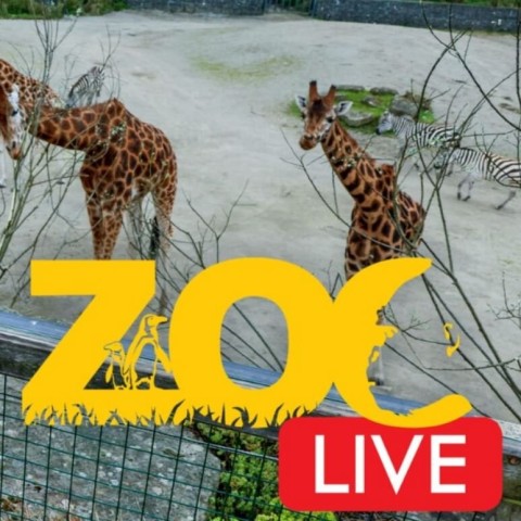 Zoo Live