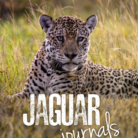 Jaguar Journals