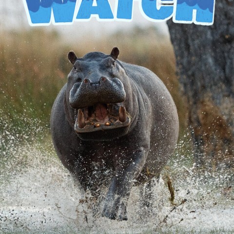 Milkshake! Hippo Watch