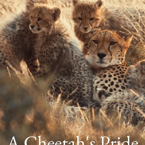 A Cheetah's Pride