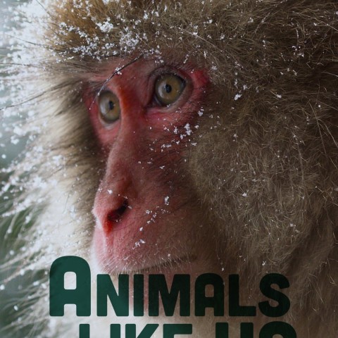 Animals Like Us