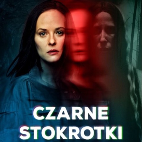 Czarne stokrotki