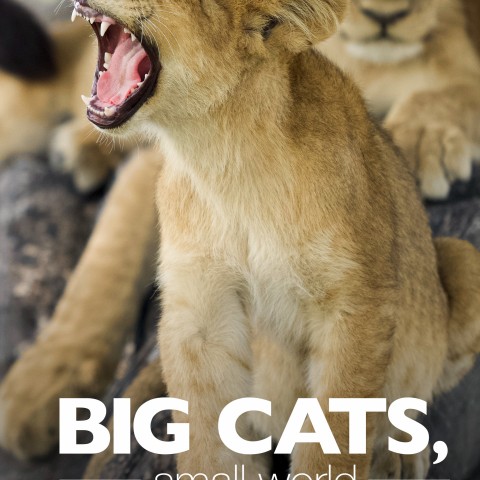 Big Cats, Small World