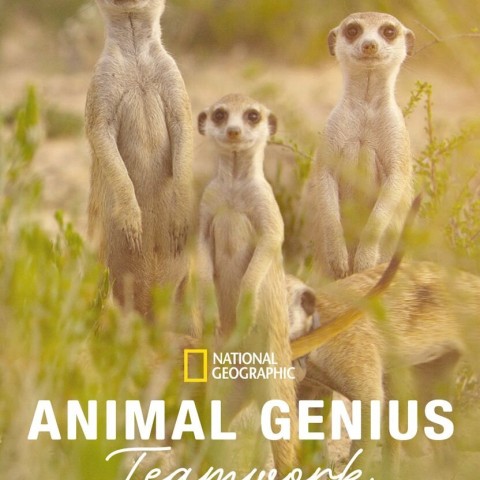 Animal Genius