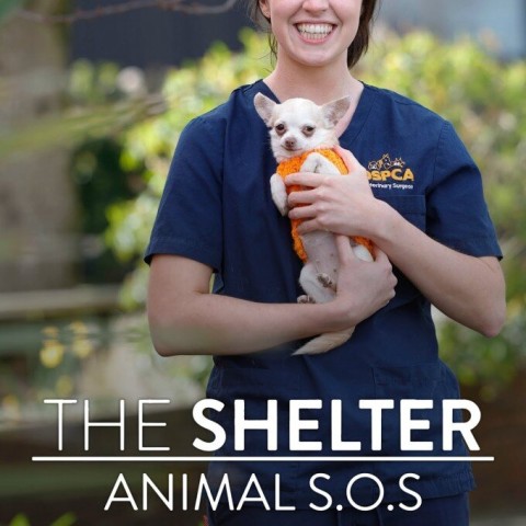 The Shelter: Animal SOS