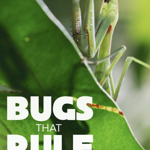 Bugs that Rule the World