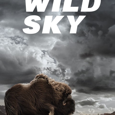 Wild Sky