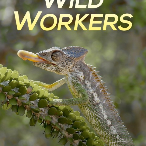 Wild Workers