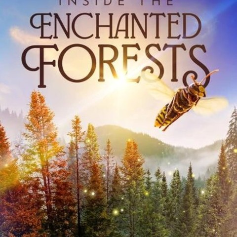 Inside the Enchanted Forests