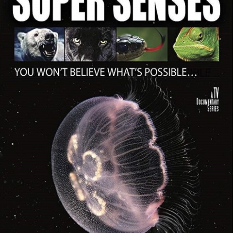 Animal Super Senses