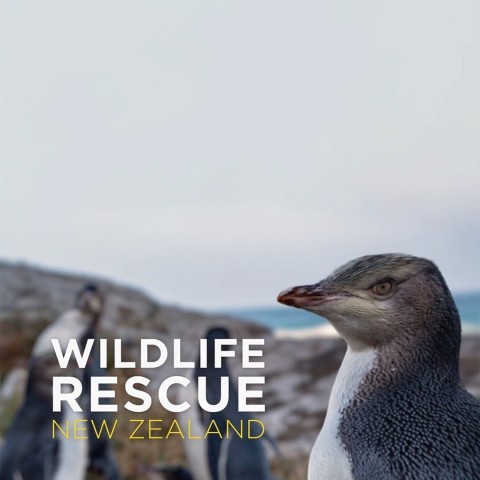 Wildlife Rescue New Zealand