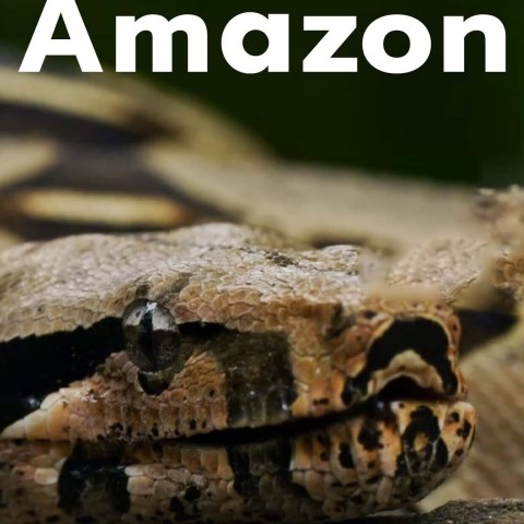Surviving the Amazon