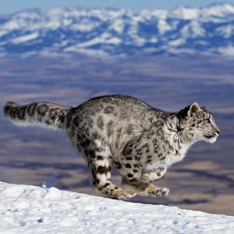 Nature's Fast Attacks
